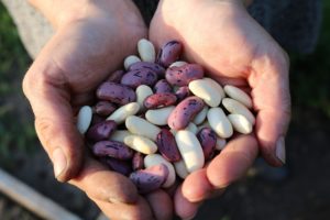 legumes