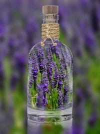 lavender for pets